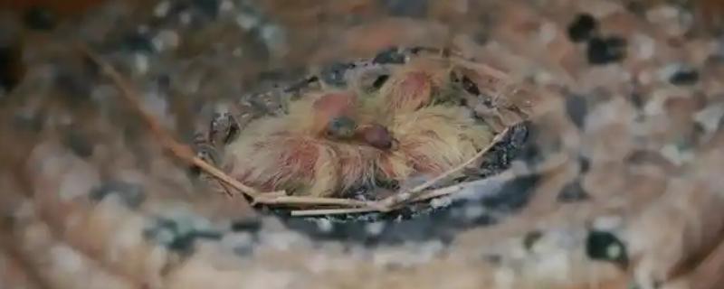 怎么饲养鸽子才能快速繁殖，将公鸽和母鸽放在配对笼中会自行交配