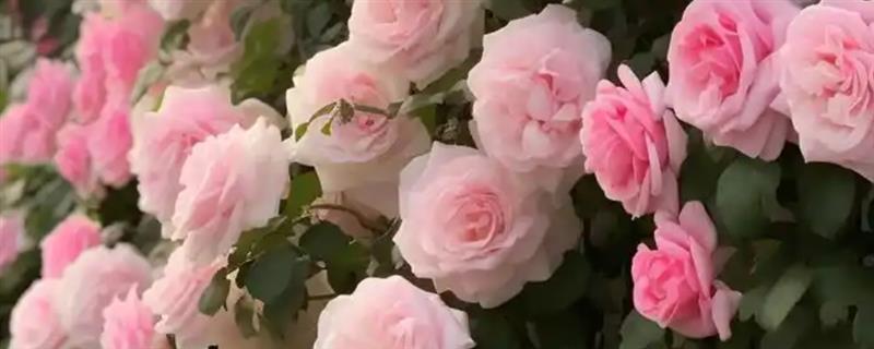 秋天有什么花卉，常见蔷薇花、蝴蝶兰等品种