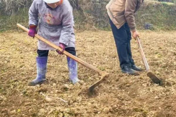 北方旱地怎么种植柴胡，直接撒播种子并覆盖细土