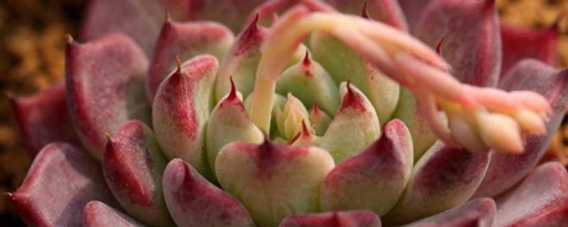 多肉为什么不长大，可能是缺少肥料、水分过多等原因造成