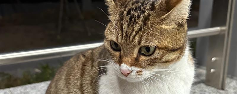 被刚产下的小猫抓伤如何处理，要在24小时内接种狂犬疫苗