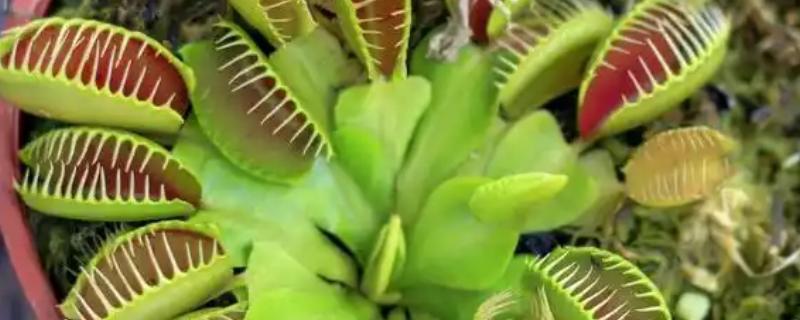 冬季养护捕蝇草的方法，将植株放在室内的向阳处
