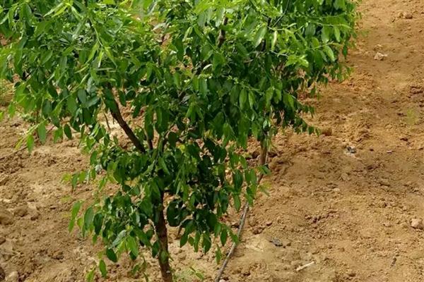 冬枣树苗的种植时间,春秋季节均可栽种