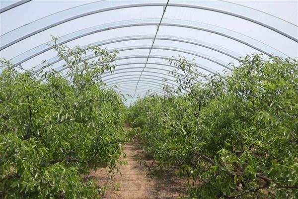 冬枣树苗的种植时间,春秋季节均可栽种