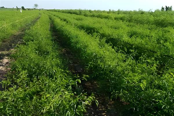 冬枣树苗的种植时间,春秋季节均可栽种