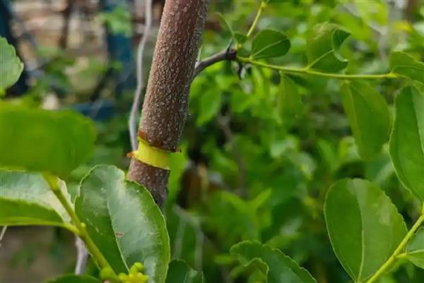冬枣树苗的种植时间,春秋季节均可栽种