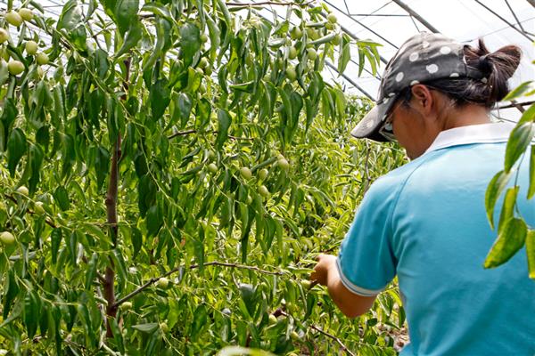 冬枣树苗的种植时间,春秋季节均可栽种