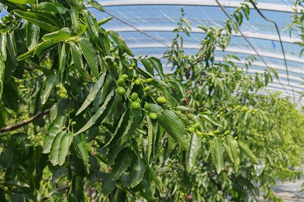 冬枣树苗的种植时间,春秋季节均可栽种