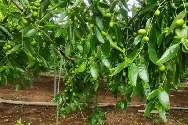 冬枣树苗的种植时间,春秋季节均可栽种