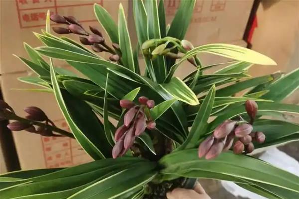 中国龙兰花怎么养殖，土壤微干时要及时浇水