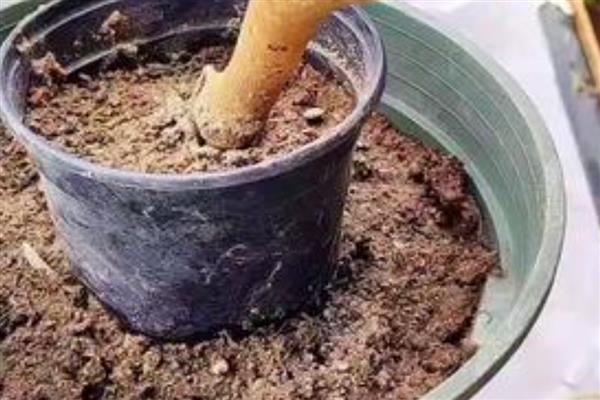 三角梅老桩多长时间能生根，需要10-15天左右