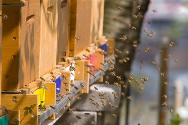 用空气清新剂合并蜂群的方法，喷洒两群蜂并保护好蜂王再合并