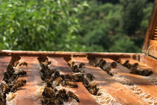 用空气清新剂合并蜂群的方法，喷洒两群蜂并保护好蜂王再合并