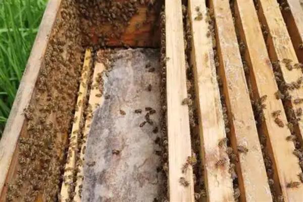 用空气清新剂合并蜂群的方法，喷洒两群蜂并保护好蜂王再合并