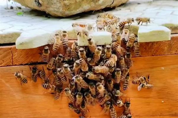 用空气清新剂合并蜂群的方法，喷洒两群蜂并保护好蜂王再合并