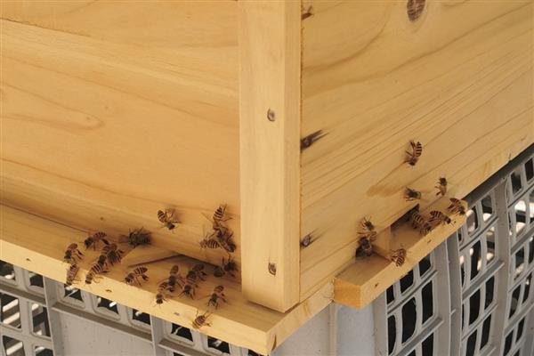 用空气清新剂合并蜂群的方法，喷洒两群蜂并保护好蜂王再合并