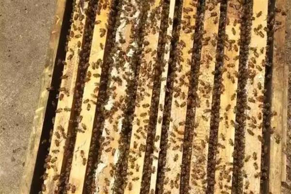 用空气清新剂合并蜂群的方法，喷洒两群蜂并保护好蜂王再合并