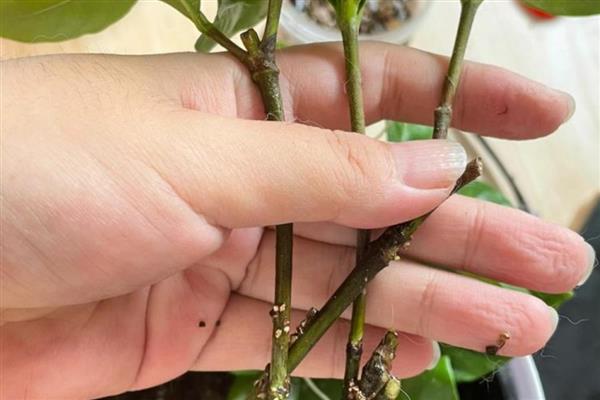栀子花的扦插方法，将枝底剪成斜口可增加吸收面积