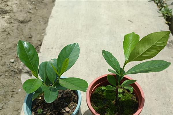 栀子花的扦插方法，将枝底剪成斜口可增加吸收面积