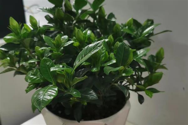 栀子花的扦插方法，将枝底剪成斜口可增加吸收面积