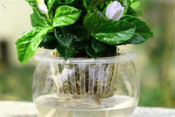 栀子花的扦插方法，将枝底剪成斜口可增加吸收面积