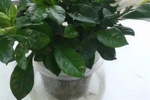 栀子花的扦插方法，将枝底剪成斜口可增加吸收面积