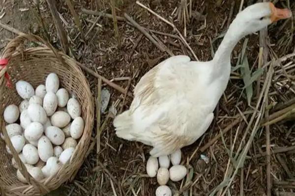 鹅下蛋前的征兆，具有腹部下垂、走路缓慢等表现