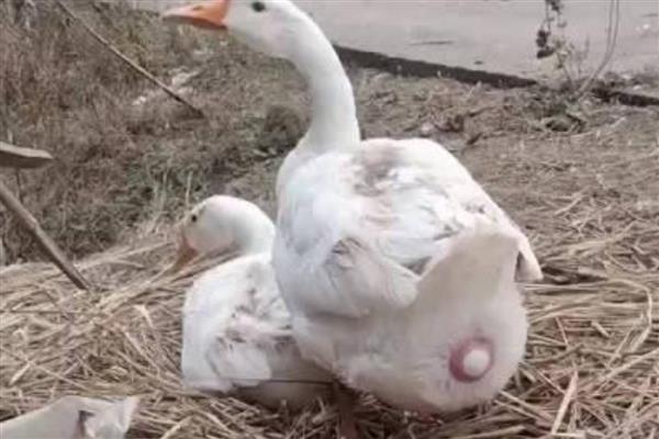 鹅下蛋前的征兆，具有腹部下垂、走路缓慢等表现