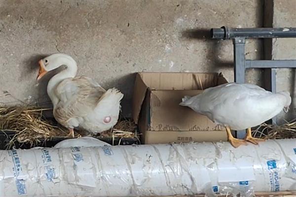 鹅下蛋前的征兆，具有腹部下垂、走路缓慢等表现