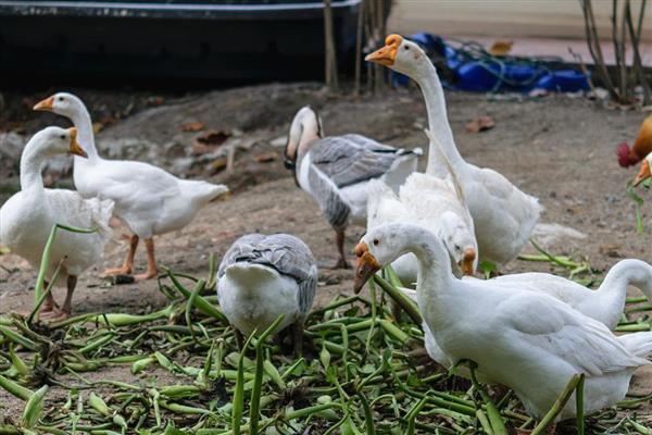 鹅下蛋前的征兆，具有腹部下垂、走路缓慢等表现