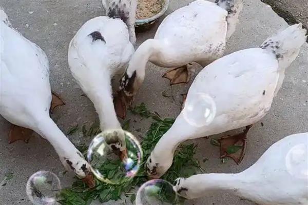 鹅下蛋前的征兆，具有腹部下垂、走路缓慢等表现