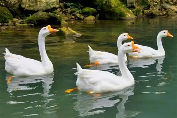 鹅下蛋前的征兆，具有腹部下垂、走路缓慢等表现