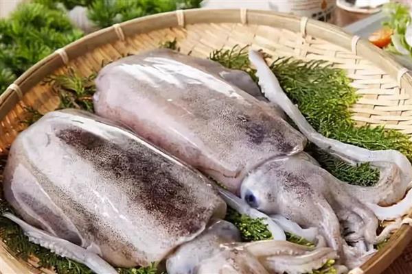 墨鱼鱿鱼和章鱼有什么区别，科属、外观、习性等方面均不同