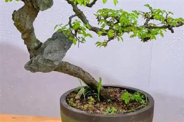 榆树盆景怎么养殖，栽种前要修剪根系和枝叶