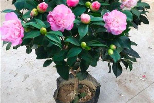 夏季茶花掉叶子怎么办，遇到强光时要覆盖遮阳网