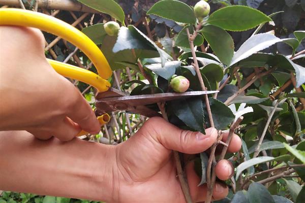 夏季茶花掉叶子怎么办，遇到强光时要覆盖遮阳网