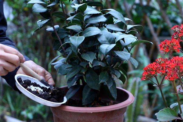 夏季茶花掉叶子怎么办，遇到强光时要覆盖遮阳网