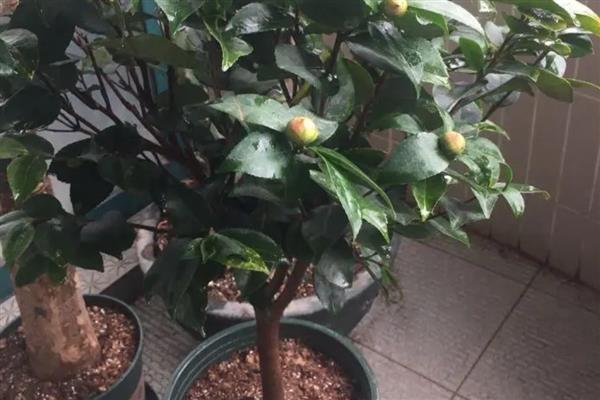 夏季茶花掉叶子怎么办，遇到强光时要覆盖遮阳网