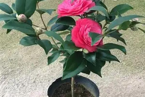 夏季茶花掉叶子怎么办，遇到强光时要覆盖遮阳网
