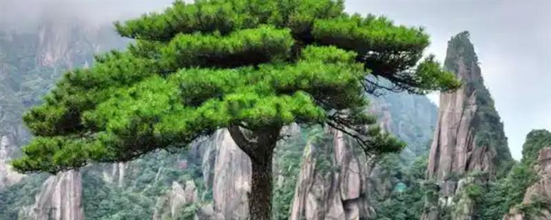 家里不能种哪种树，不能种松树、杨树等