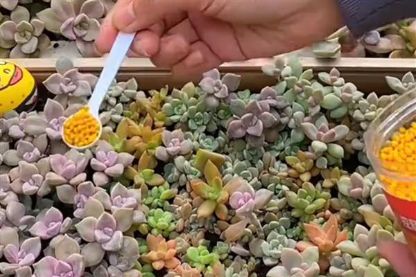 多肉为什么不长大,可能是缺少肥料、水分过多等原因造成