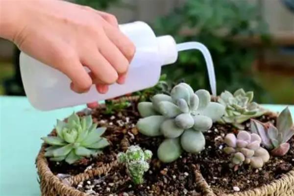 多肉为什么不长大,可能是缺少肥料、水分过多等原因造成