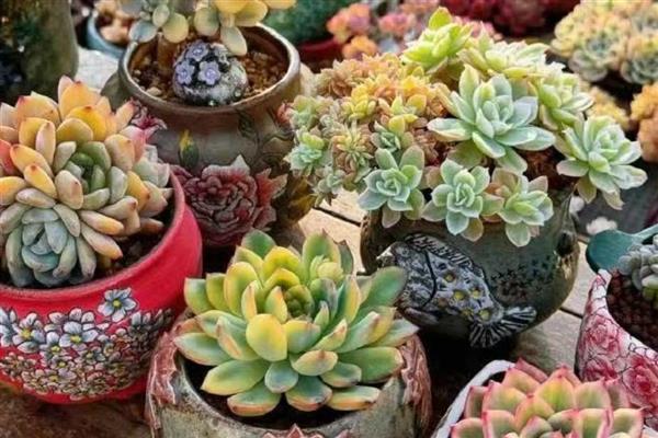 多肉为什么不长大,可能是缺少肥料、水分过多等原因造成