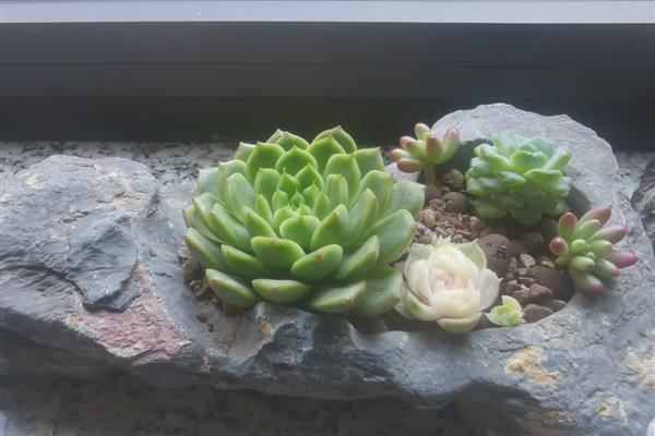 多肉为什么不长大,可能是缺少肥料、水分过多等原因造成