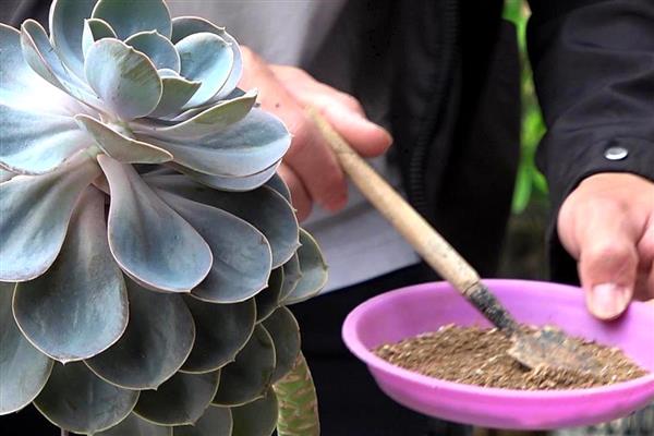 多肉为什么不长大,可能是缺少肥料、水分过多等原因造成