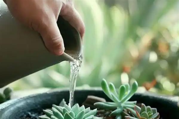 多肉为什么不长大,可能是缺少肥料、水分过多等原因造成