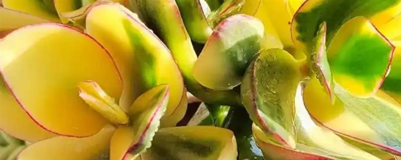 黄金花月叶插注意事项，夏季温度高扦插后不易成活