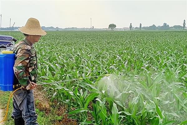 氯吡嘧磺隆可用于哪些作物，可用于小麦、玉米、高粱等