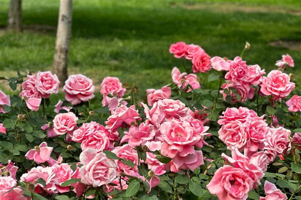 秋天有什么花卉，常见蔷薇花、蝴蝶兰等品种
