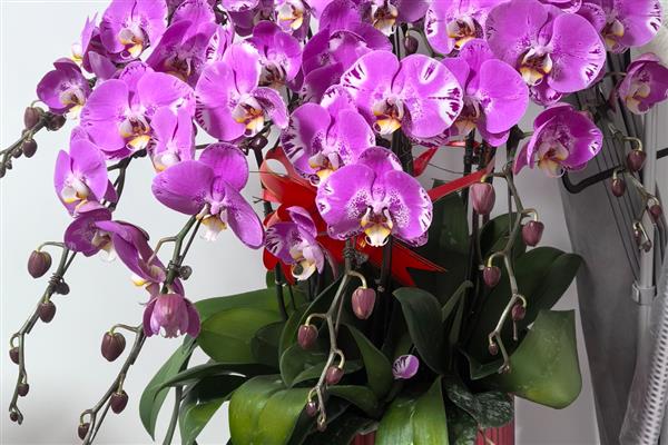 秋天有什么花卉，常见蔷薇花、蝴蝶兰等品种